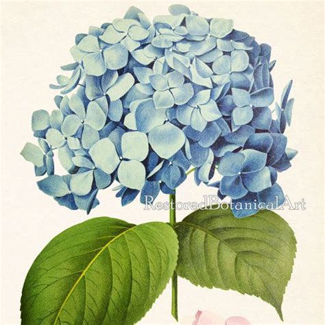 Living Room Prints Hydrangea Art Home Wall Decor Hydrangea Print