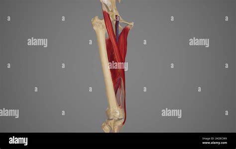 Adductor Hiatus Posterior