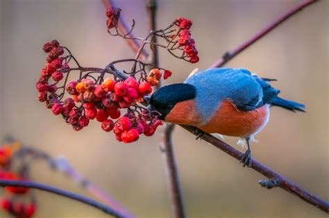 Top Gardening Tips For January Knights Garden Centres