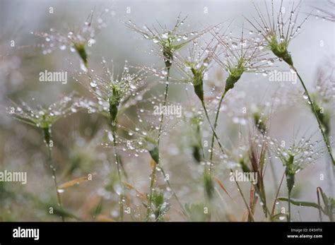 Raindrops On Ovate Goat Grass Aegilops Geniculata Monte Titano San