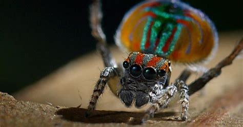 Nature | Peacock Spider Performs Colorful Dance to Attract Mate | Season 36 | Episode 6 | PBS