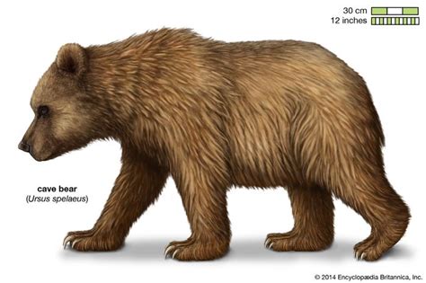 Ursus Spelaeus Extinct Mammal Britannica