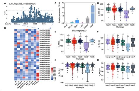 Analysis Of Candidate Genes Within The Qtl Qsat A On Chra