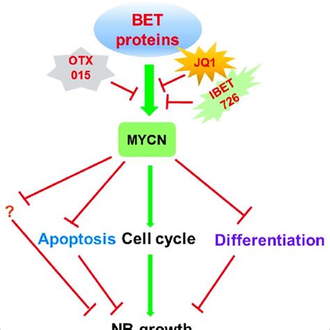 Targeting Bet Proteins Inhibits Nb Growth Through Mycn Targeting Bet