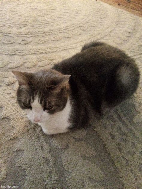 Loaf Imgflip
