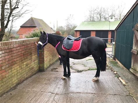 Welsh Cross Pony Black With White Mare In Ripley Surrey Gumtree