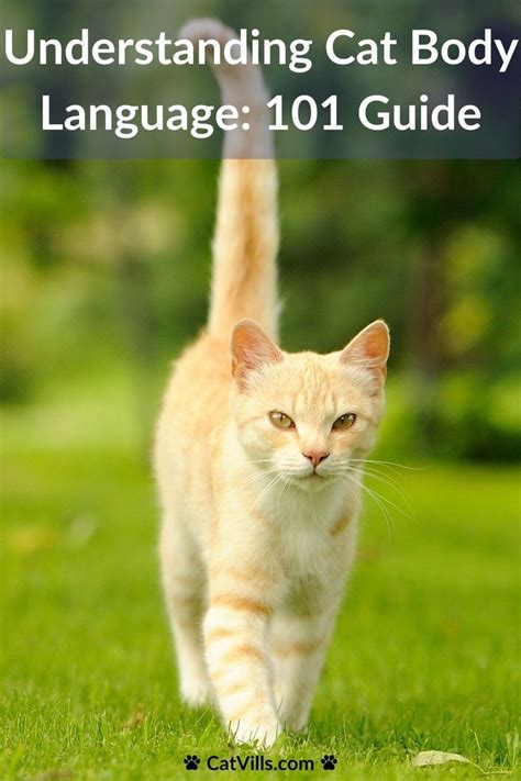 Understanding Cat Body Language The Ultimate Guide Artofit