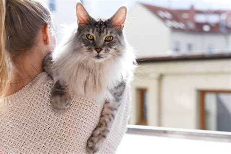 Cat Breeds That Are Great For Busy Singles