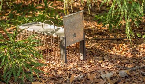 Effective Strategies for Rodent Trapping: Say Goodbye to Pests ...