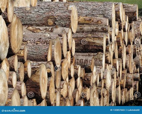 Pilha Da Lenha Empilhada Woodpile De Logs Redondos Troncos De Madeira