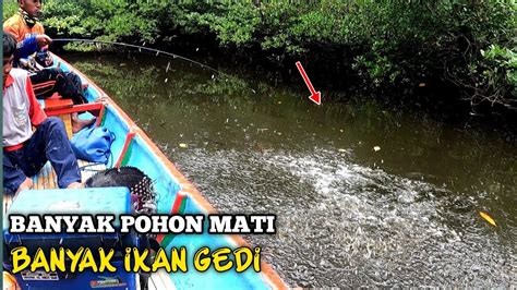 Muara Banyak Kayu Mati Siap Siap Di Kejutkan Dengan Sambaran Ikan