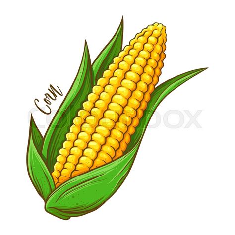 Corn on the cob fresh natural ... | Stock vector | Colourbox