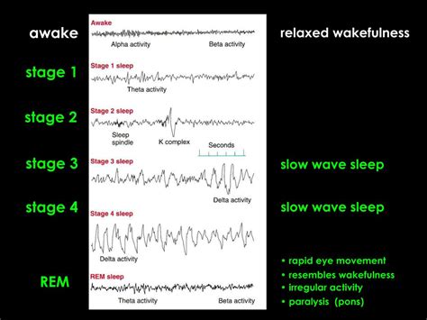 Ppt Circadian Rhythm Powerpoint Presentation Free Download Id 5483162