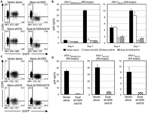 Down Regulation Of CCR5 And Inhibition Of HIV 1 Replication In