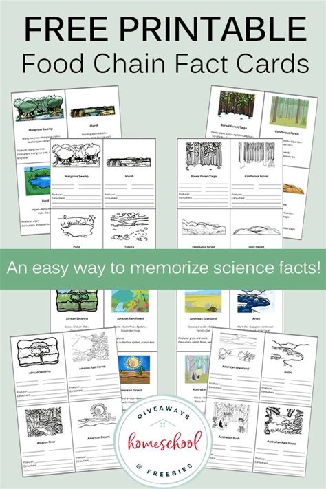 Free Printable Food Chain Fact Cards Food Chain Food Web Food Chain