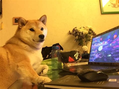 Epic Gamer Rdoge