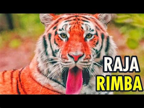 Harimau Sang Raja Rimba Dan Pengendali Hutan Matajoeofficial