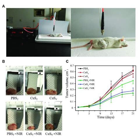 Effects Of Photothermal Therapy On Tumor Growth In H Hepatoma Bearing