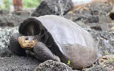 Nueva especie de tortuga es descubierta en las Islas Galápagos México