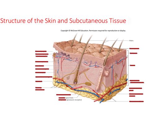 structure of the skin and subcutaneous tissue Quiz