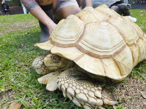 African Sulcata Tortoise Size