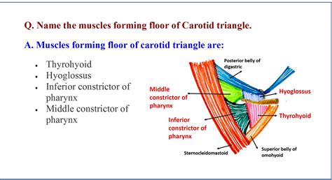 Anterior Triangle Of Neck Anatomy Qa