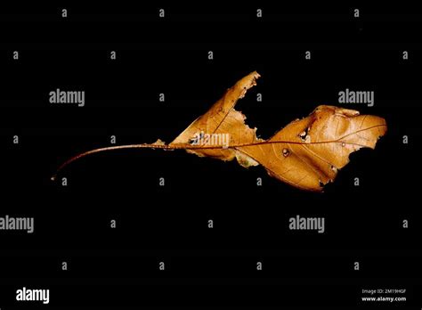 leaf in the wind Stock Photo - Alamy