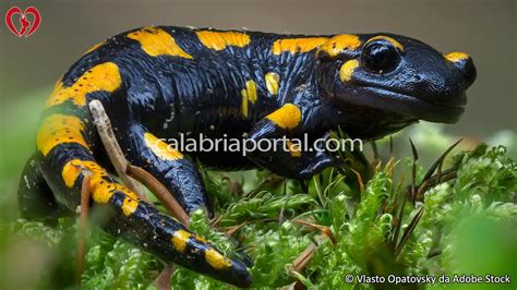 Salamandre E Tritoni Calabria Specie Della Fauna Calabrese