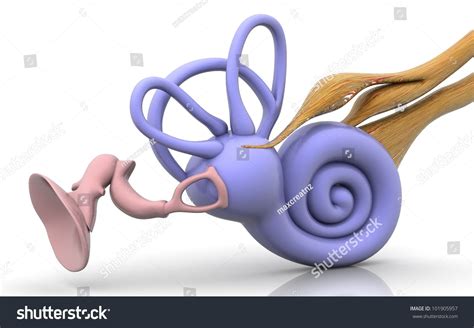 3d Inner Ear Cochlea On White Stock Illustration 101905957 Shutterstock