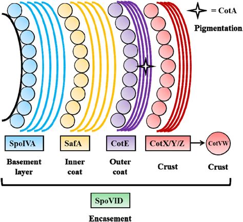 The Assembly Of The Spore Coat Structures Basement Membrane Inner