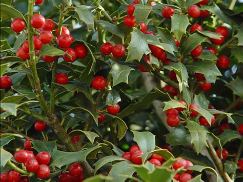 Plant Preview How To Make A Boxwood And Holly Evergreen Kissing Ball