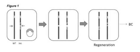 KeyGene Targeted translocation