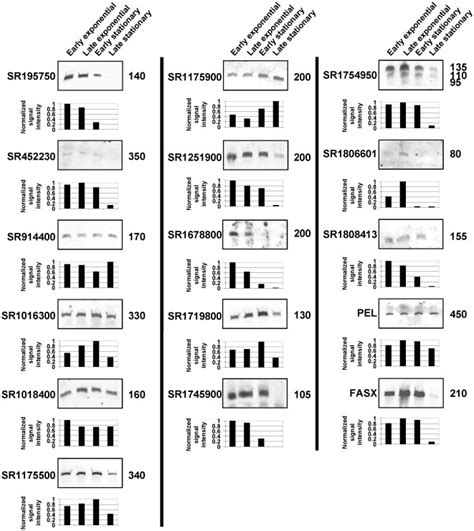 Northern Blots Were Performed Using Rna Isolated From Strain Mgas2221