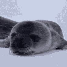 Seal GIF - Seal - Discover & Share GIFs