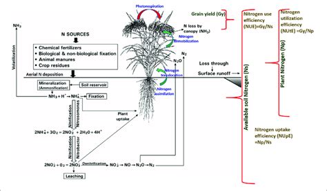 Schematic Representation Of The Relationship Between The Nitrogen Download Scientific Diagram