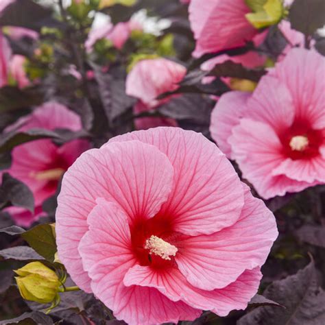 Edge Of Night Hardy Hibiscus Salzsieder Nursery