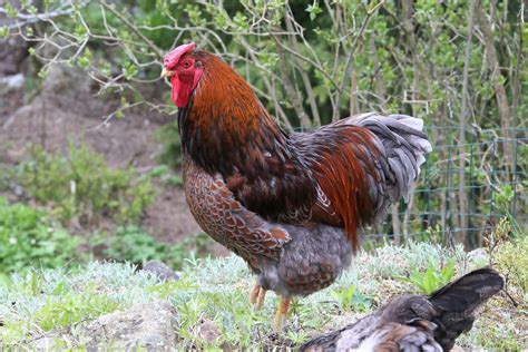 Wyandotte Chickens Breed Profile Facts Photos And Care