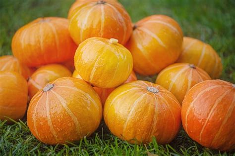 Premium Photo Harvesting Orange Pumpkins On Green Grass Lots Of Ripe