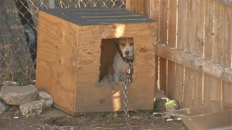 Dogs surrendered in suspected dog fighting ring | WSYX