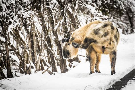 Photos The Amazing Animals Of China Live Science