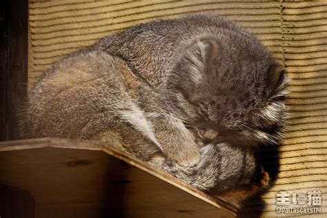 主に猫 On Instagram “旭山動物園 グルーシャ マヌルネコ 動物園 旭川 Asahiyamazoo