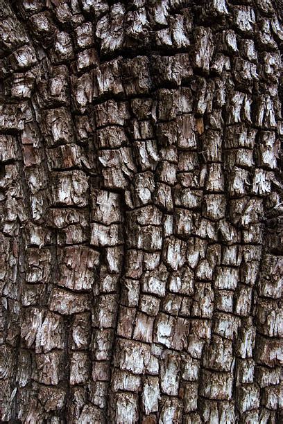 250+ Juniper Tree Bark Tree Textured Stock Photos, Pictures & Royalty ...