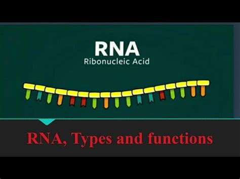 What Is Ribonucleic Acid Rna Its Structure Types And Functions