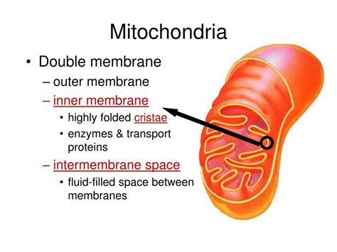 Ppt The Mitochondria Powerpoint Presentation Free Download Id 1935348