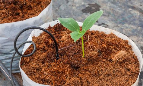 How To Use Coco Coir In Hydroponics Chicago Land Gardening