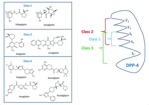 Classes Of Dpp 4 Inhibitors With The Various Commonly Used Dpp 4 Download Scientific Diagram