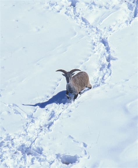 Bharal from Uttarkashi, Uttarakhand, India on October 17, 2004 at 08:00 ...