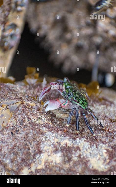 A Pachygrapsus Crassipes Striped Or Lined Shore Crab On A Rock At A