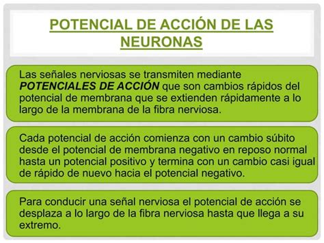 Potenciales De Membrana Y Potenciales De Accion Ppt