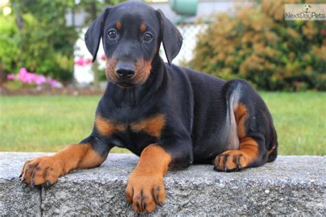 Doberman Puppies